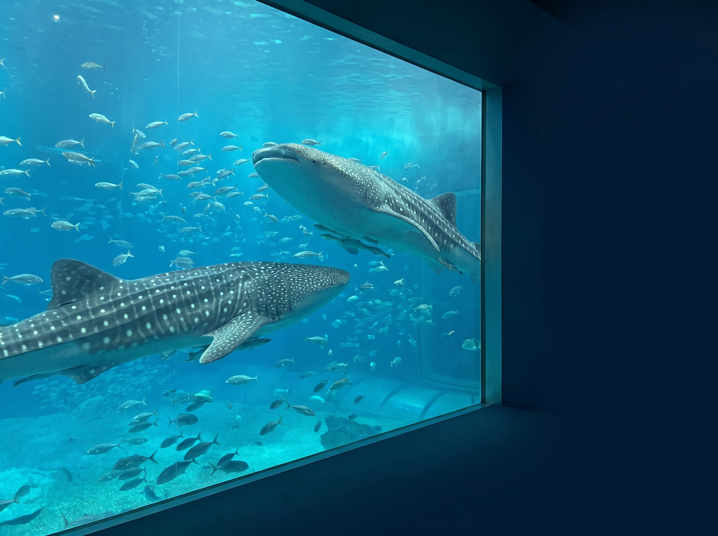 Whale sharks swimming